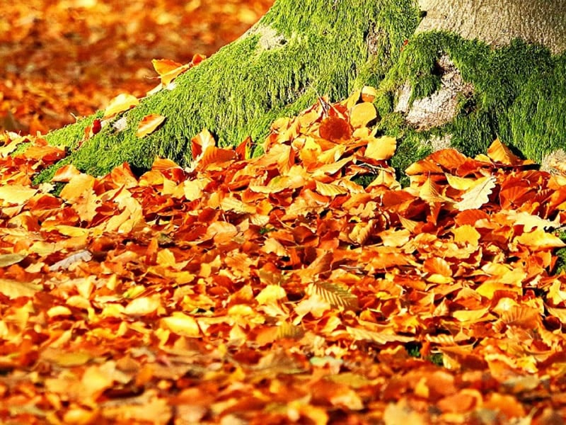 15/11/2018-Give Your Home That Autumn Feeling